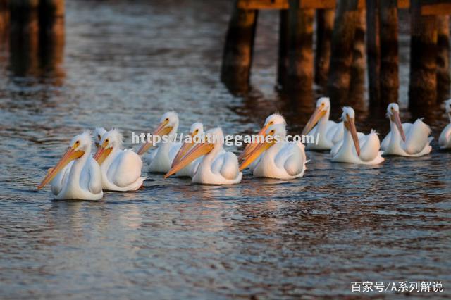 新西兰保护鹈鹕栖息地白鹈鹕之乡吸引游客参观 新西兰保护鹈鹕栖息地白鹈鹕之乡吸引游客参观
